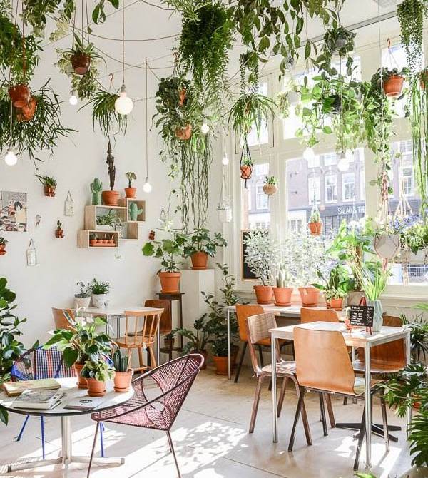 Cây xanh cho không gian quán cafe thoáng mát